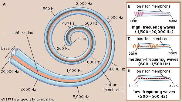 Figure 2: The Anatomy of the Cochlea from the Audio Processing Perspective