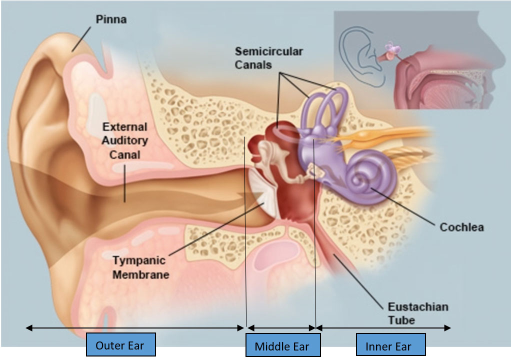 Figure 1: The Anatomy of the ear from the Audio Processing Perspective